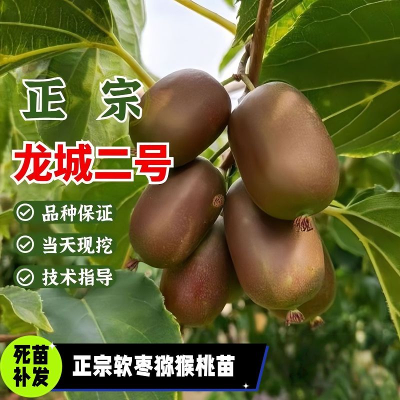 带叶子正宗红哈迪软枣猕猴桃苗盆栽地栽南北方种植耐寒奇异果