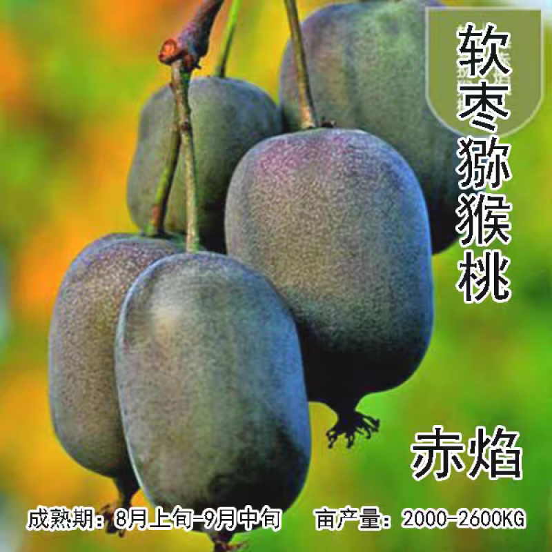 带叶子正宗红哈迪软枣猕猴桃苗盆栽地栽南北方种植耐寒奇异果