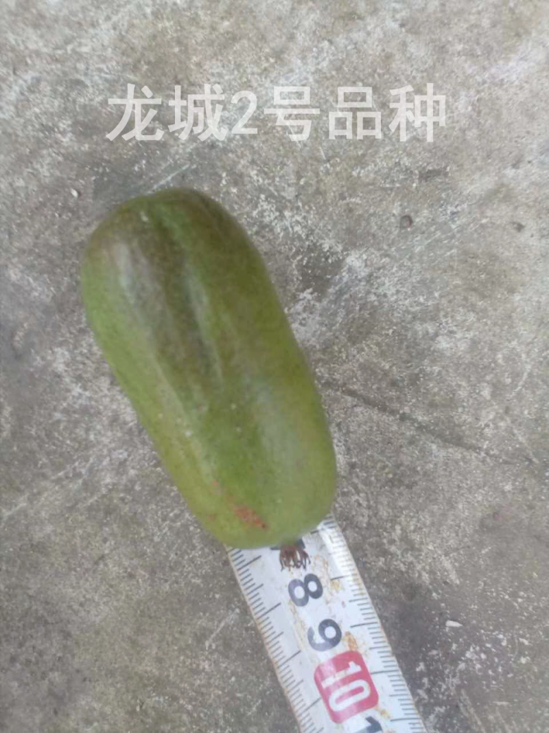 带叶子正宗红哈迪软枣猕猴桃苗盆栽地栽南北方种植耐寒奇异果
