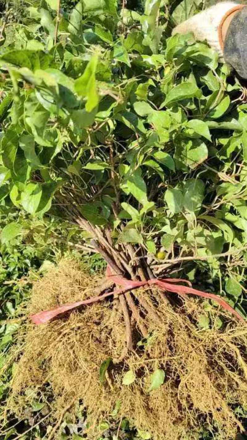 带叶子正宗红哈迪软枣猕猴桃苗盆栽地栽南北方种植耐寒奇异果