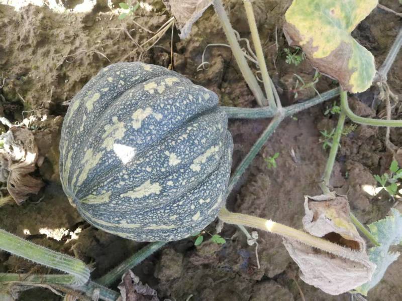 鸿运南瓜贝贝南瓜自家种植无糖量大