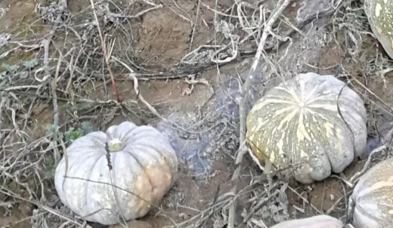 鸿运南瓜贝贝南瓜自家种植无糖量大