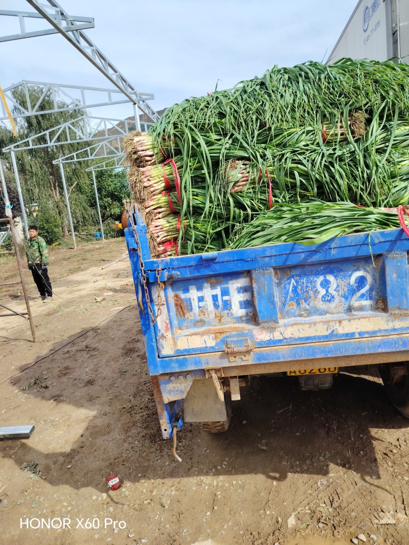 甘肃省天水市精品红根蒜苗根红叶绿大量有货产地直发欢迎联系