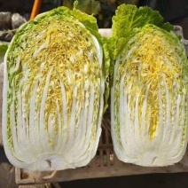 忻州黄心白菜