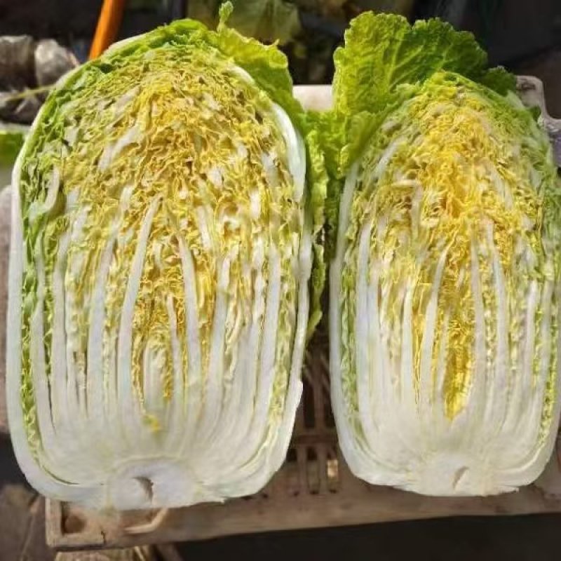 忻州黄心白菜