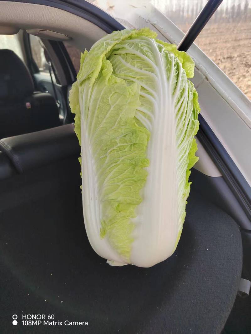 忻州黄心白菜