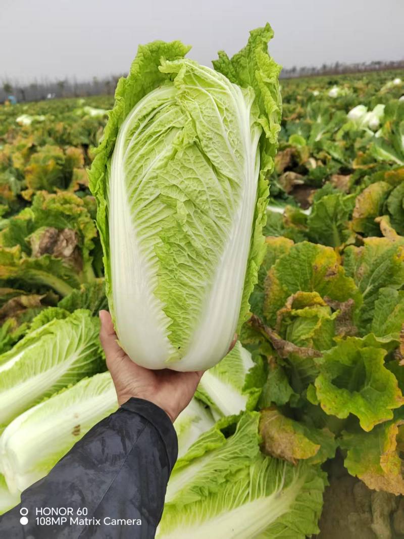 忻州黄心白菜