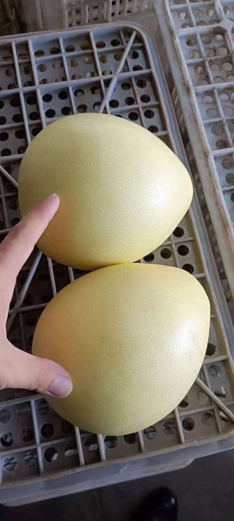 【源头直采】湖北红心柚大量有货，需要的老板资讯。