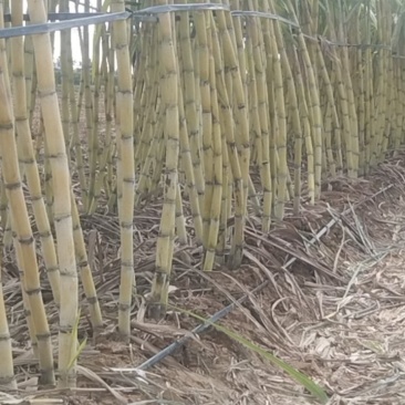 黄金甘蔗
