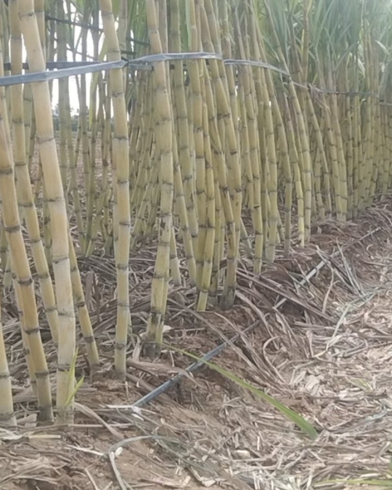 黄金甘蔗