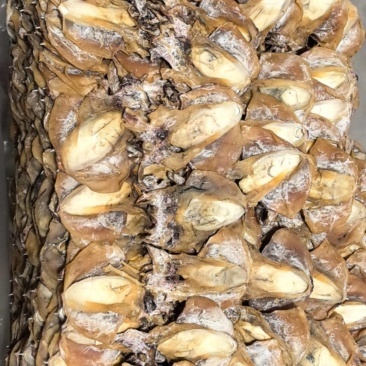 浙江本港墨鱼35-40个一斤当季新货味道鲜美煲汤红烧必备