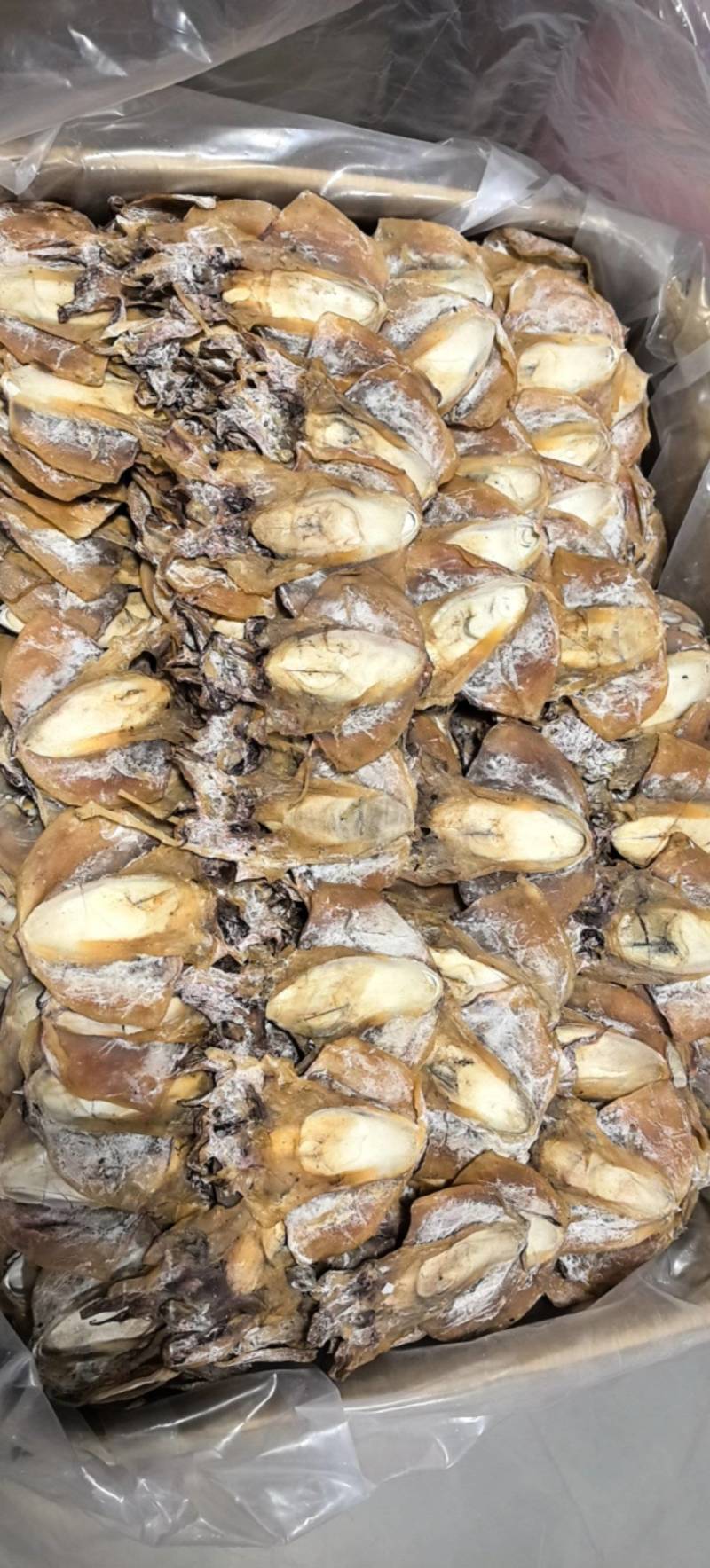 浙江本港墨鱼35-40个一斤当季新货味道鲜美煲汤红烧必备