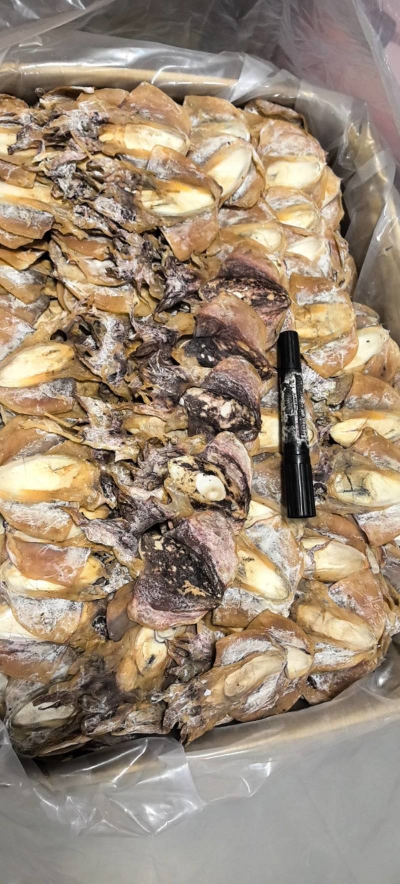 浙江本港墨鱼35-40个一斤当季新货味道鲜美煲汤红烧必备