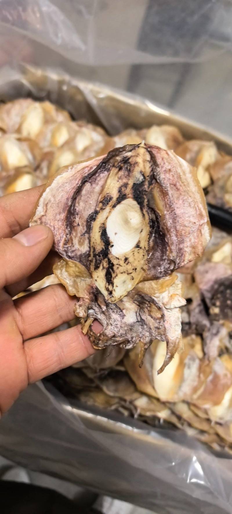 浙江本港墨鱼35-40个一斤当季新货味道鲜美煲汤红烧必备