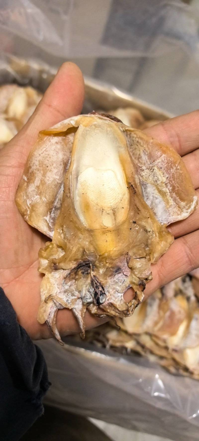 浙江本港墨鱼35-40个一斤当季新货味道鲜美煲汤红烧必备