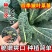 皱叶菜羽衣甘蓝苗蓝羽可食用羽衣甘蓝苗