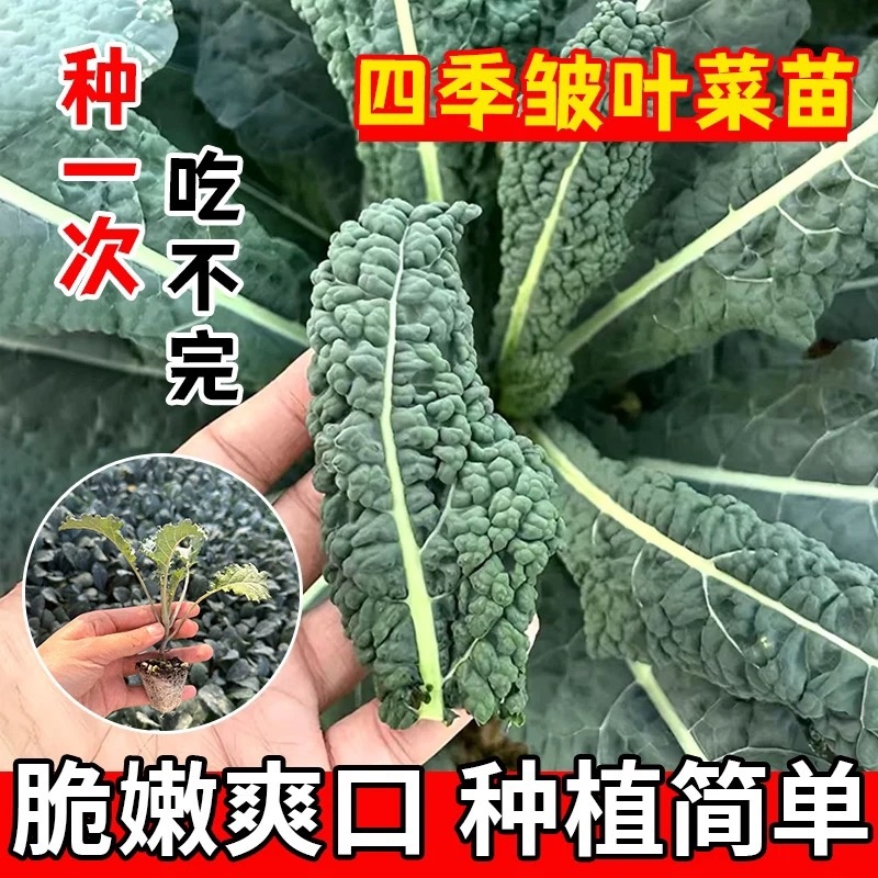 皱叶菜羽衣甘蓝苗蓝羽可食用羽衣甘蓝苗