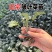 皱叶菜羽衣甘蓝苗蓝羽可食用羽衣甘蓝苗