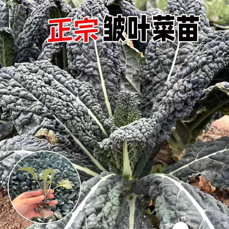 皱叶菜羽衣甘蓝苗蓝羽可食用羽衣甘蓝苗