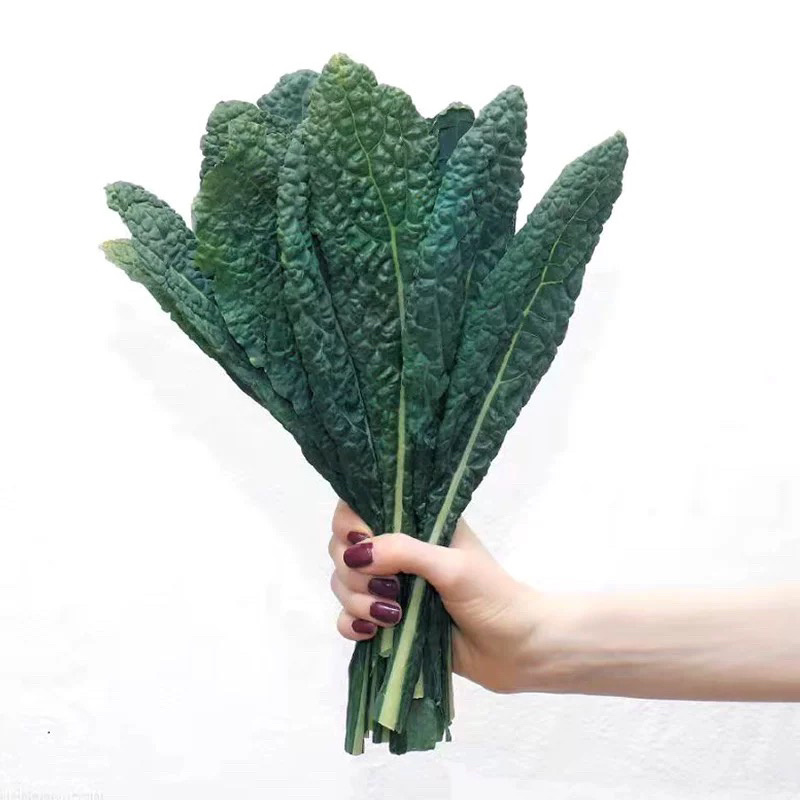 皱叶菜羽衣甘蓝苗蓝羽可食用羽衣甘蓝苗