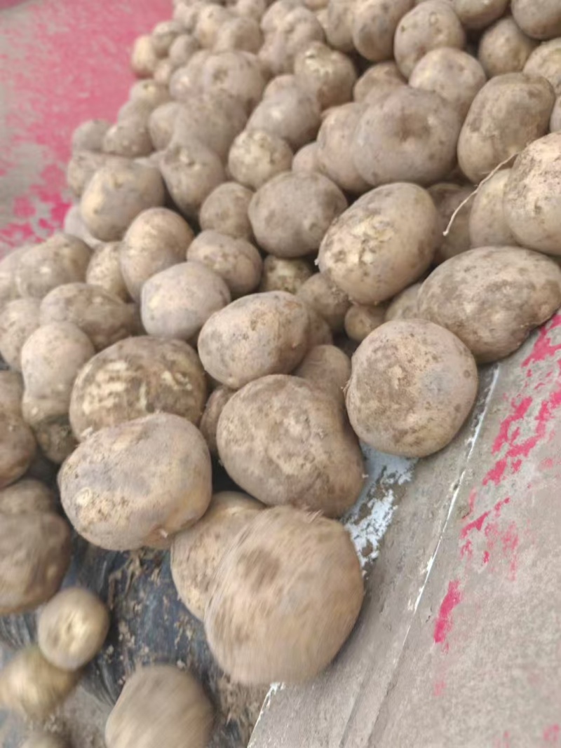 甘肃威武大西洋四两以上尖货，炸薯条薯片优选
