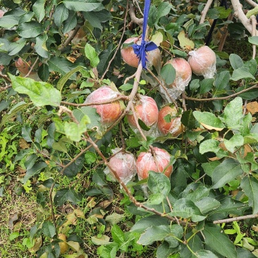山东莘县红富士苹果产地现摘现发