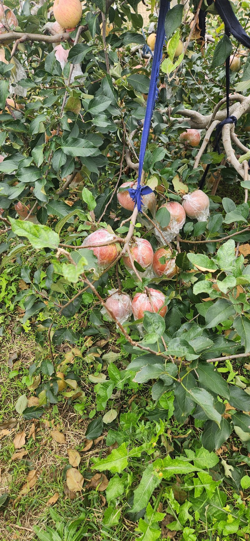 山东莘县红富士苹果产地现摘现发