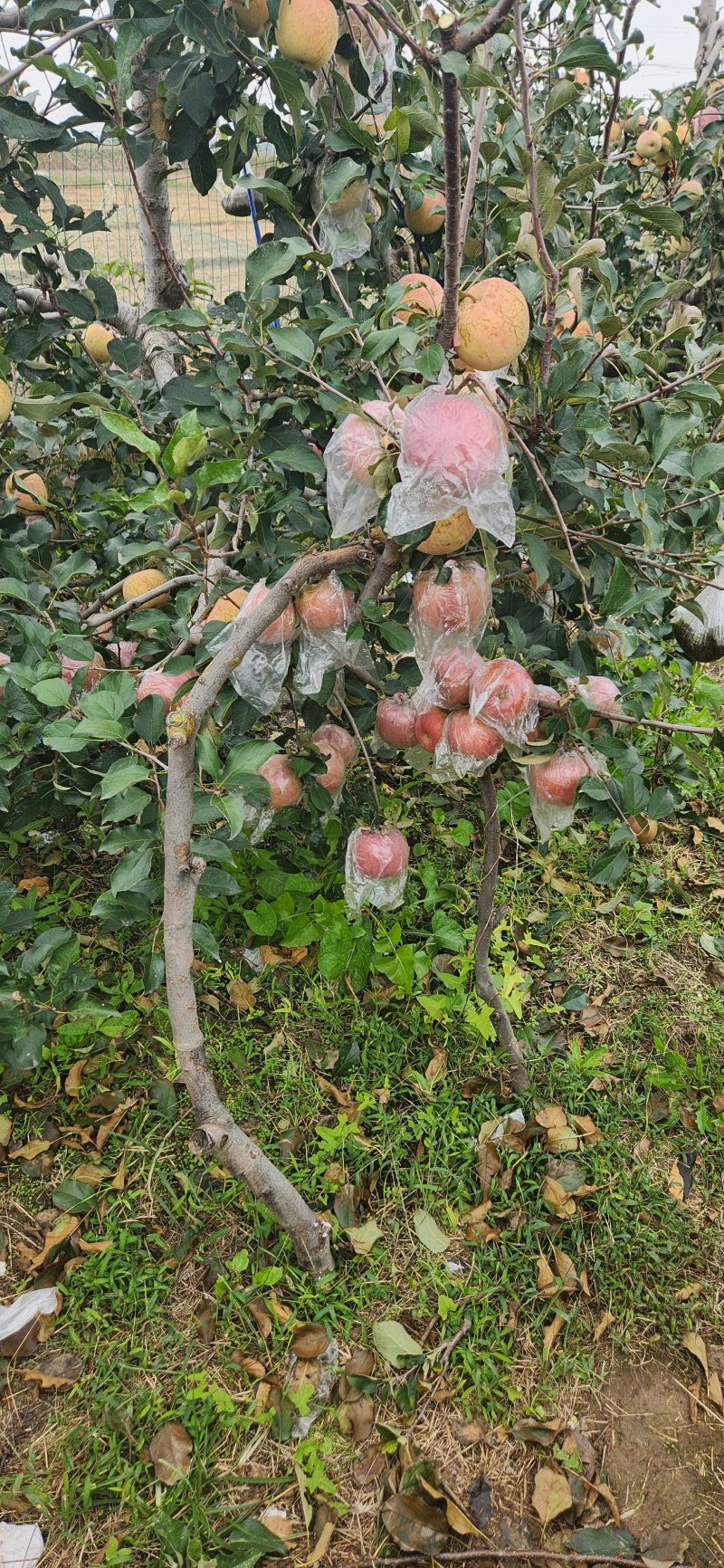 山东莘县红富士苹果产地现摘现发