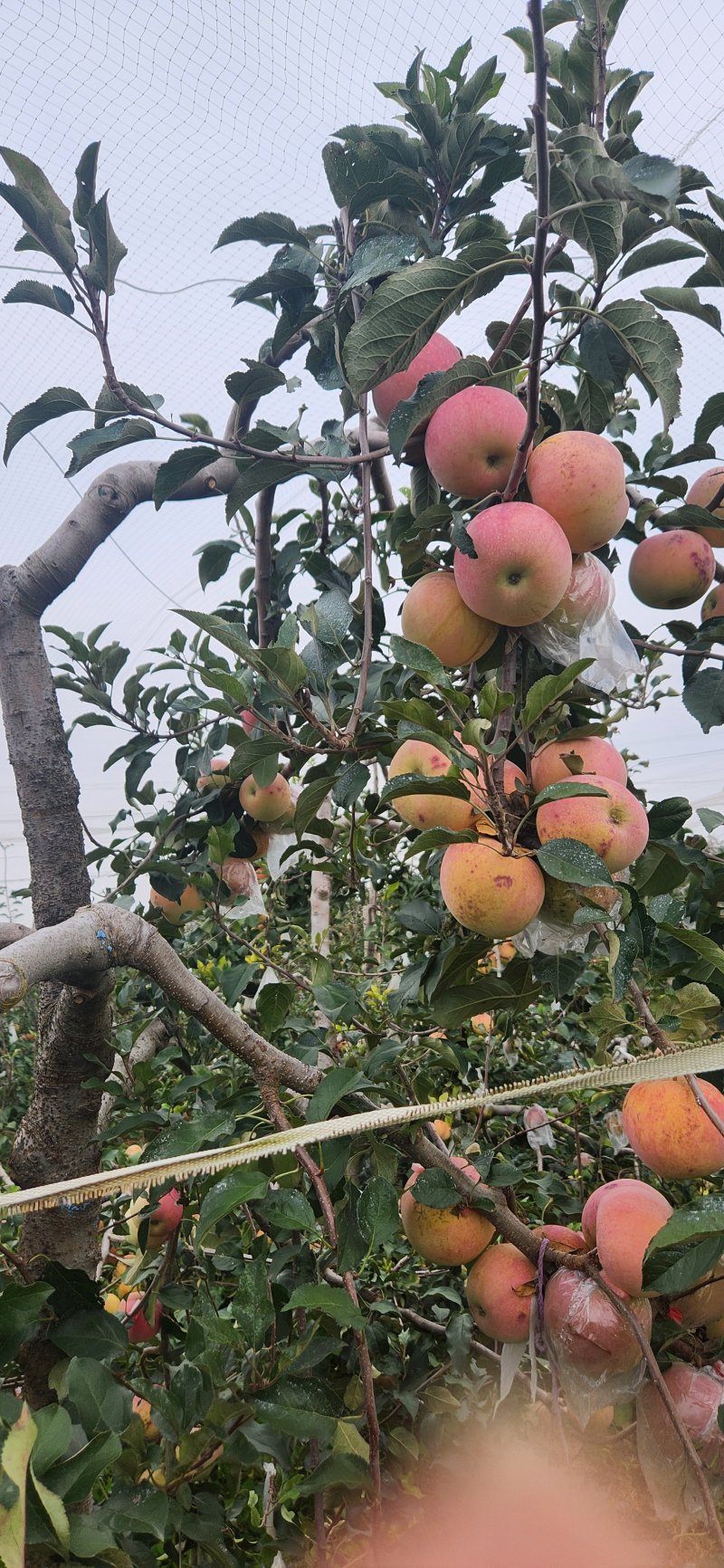 山东莘县红富士苹果产地现摘现发