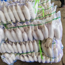 湖北宜昌白萝卜大量出售，欢迎老板联系，价格优惠可包邮