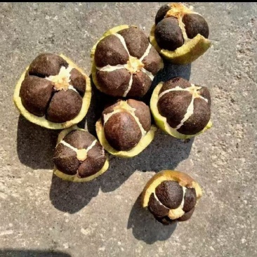 湖北大悟，老树山油茶果，霜降后采摘，量大货好价优全国可供