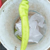 黄皮椒