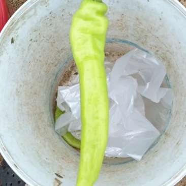 黄皮椒