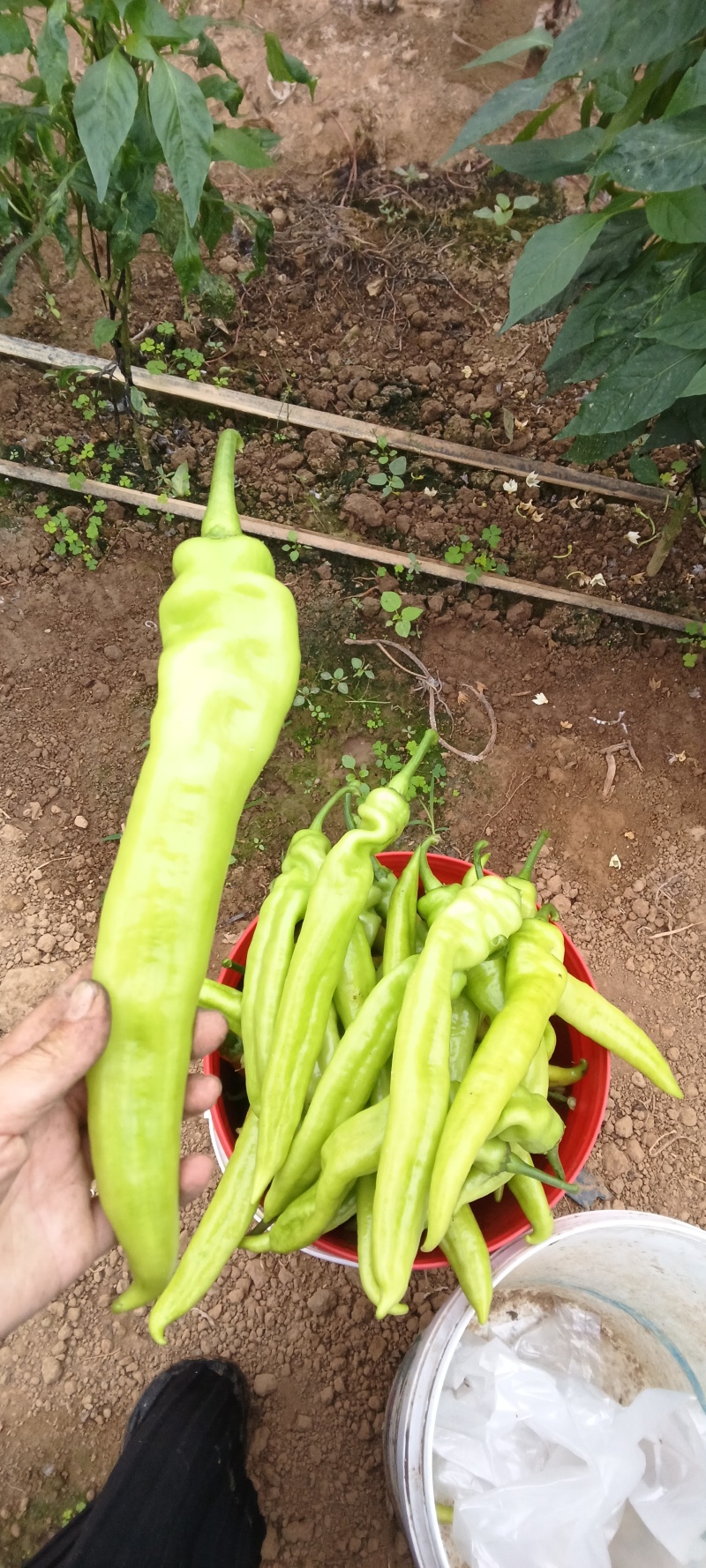 黄皮椒