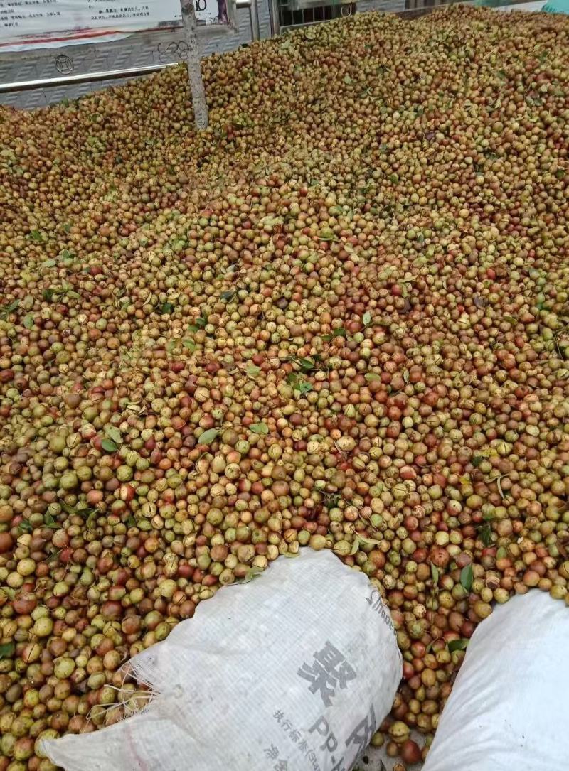湖北大悟，老树山油茶果，霜降后采摘，量大货好价优全国可供