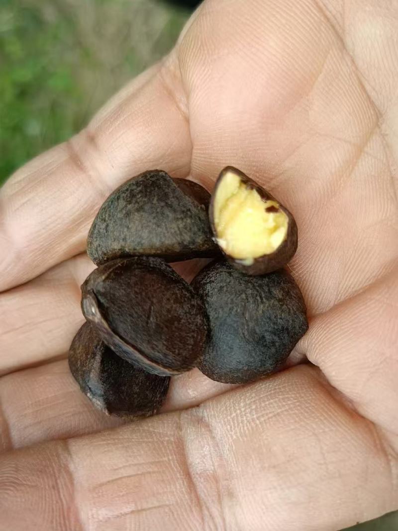 湖北大悟，老树山油茶果，霜降后采摘，量大货好价优全国可供