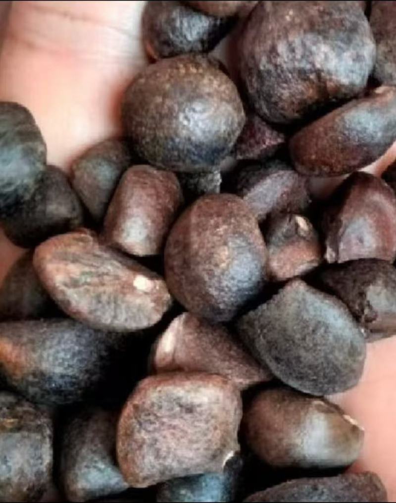 湖北大悟，老树山油茶果，霜降后采摘，量大货好价优全国可供