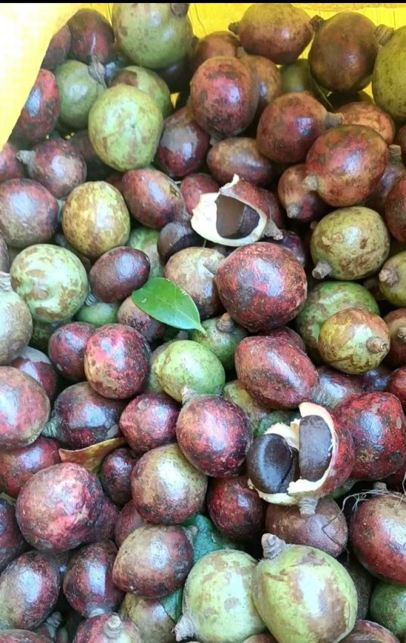 湖北大悟，老树山油茶果，霜降后采摘，量大货好价优全国可供