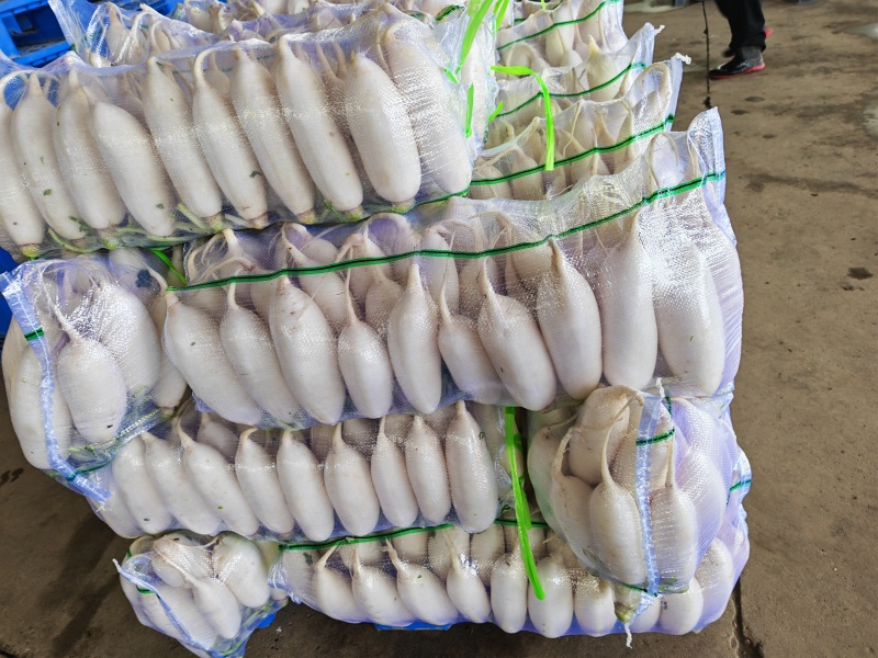 湖北宜昌白萝卜大量出售，欢迎老板联系，价格优惠可包邮