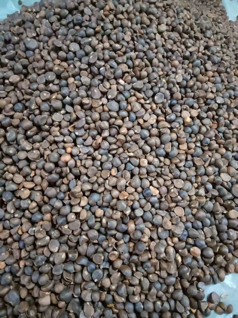 山茶籽大量上市，产地直发品质保证服务周到诚信经营