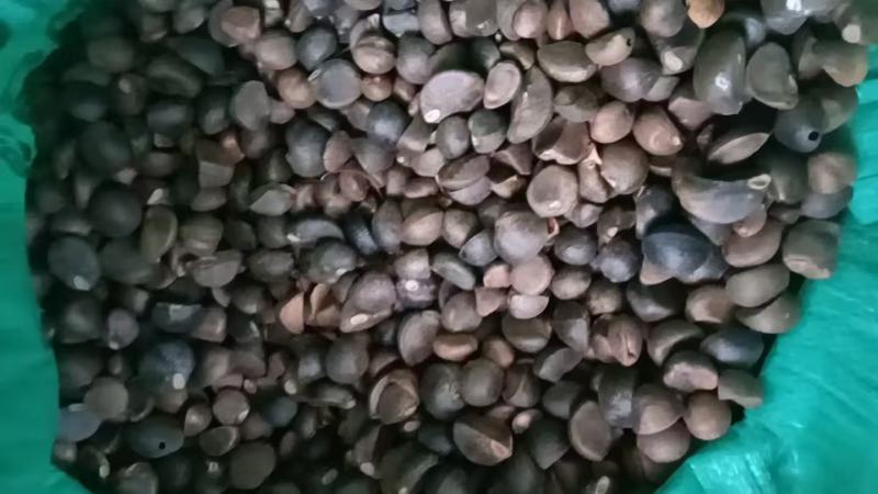 山茶籽大量上市，产地直发品质保证服务周到诚信经营