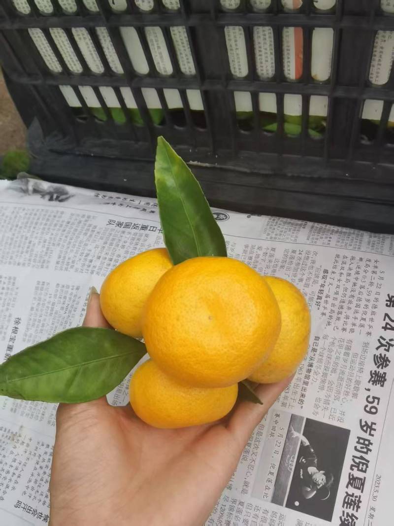 湖北蜜橘，产地一手货源，水分足甜度高，量大优惠欢迎合作