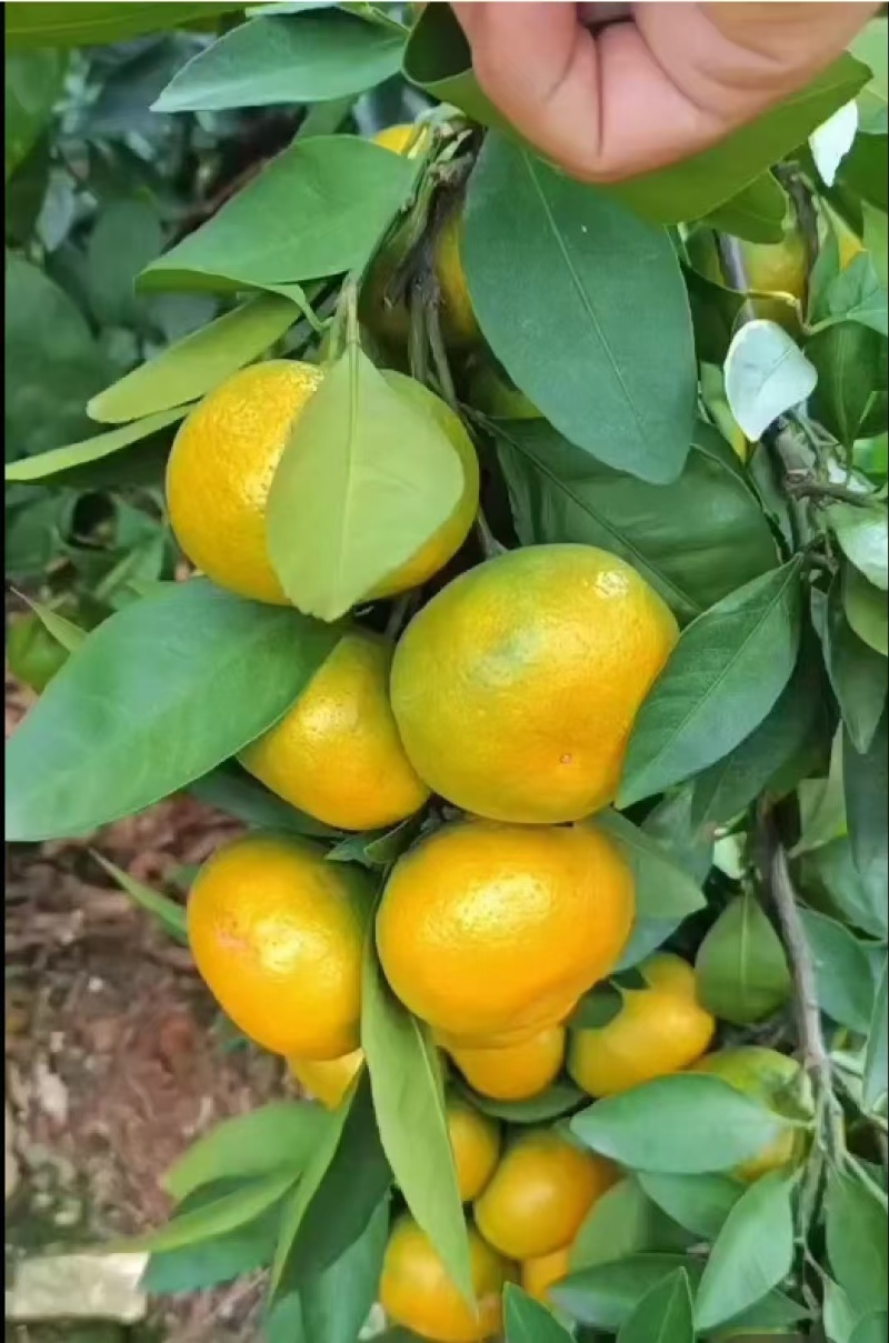 湖北蜜橘，产地一手货源，水分足甜度高，量大优惠欢迎合作