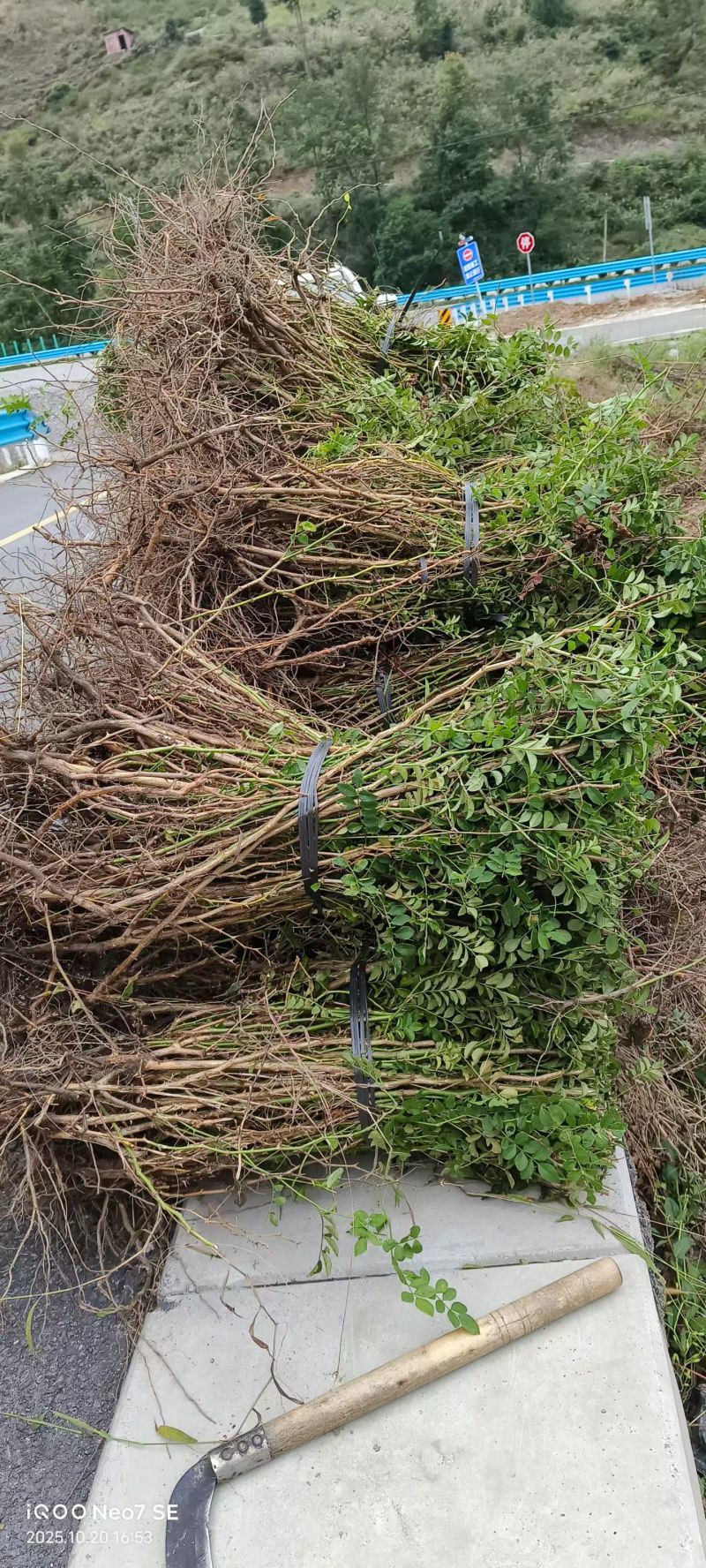 刺梨苗贵州刺梨贵龙5号刺梨苗圃现货速发贵州