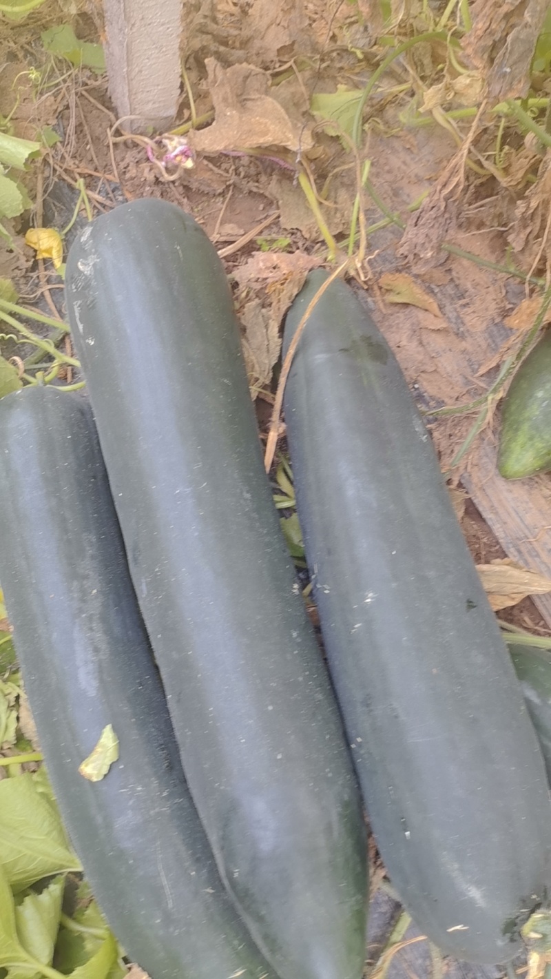 吊冬瓜地冬瓜大量有货一手货源并有专业团队为你护航