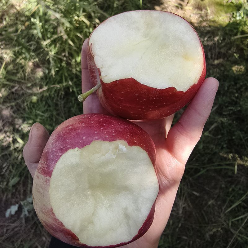 红富士苹果大量现货对接拼多多抖音视频号直播带货