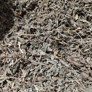 车前草