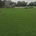 草坪基地直销马尼拉草坪