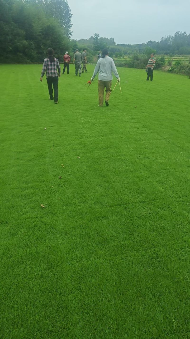 草坪基地直销马尼拉草坪