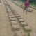 草坪基地直销马尼拉草坪